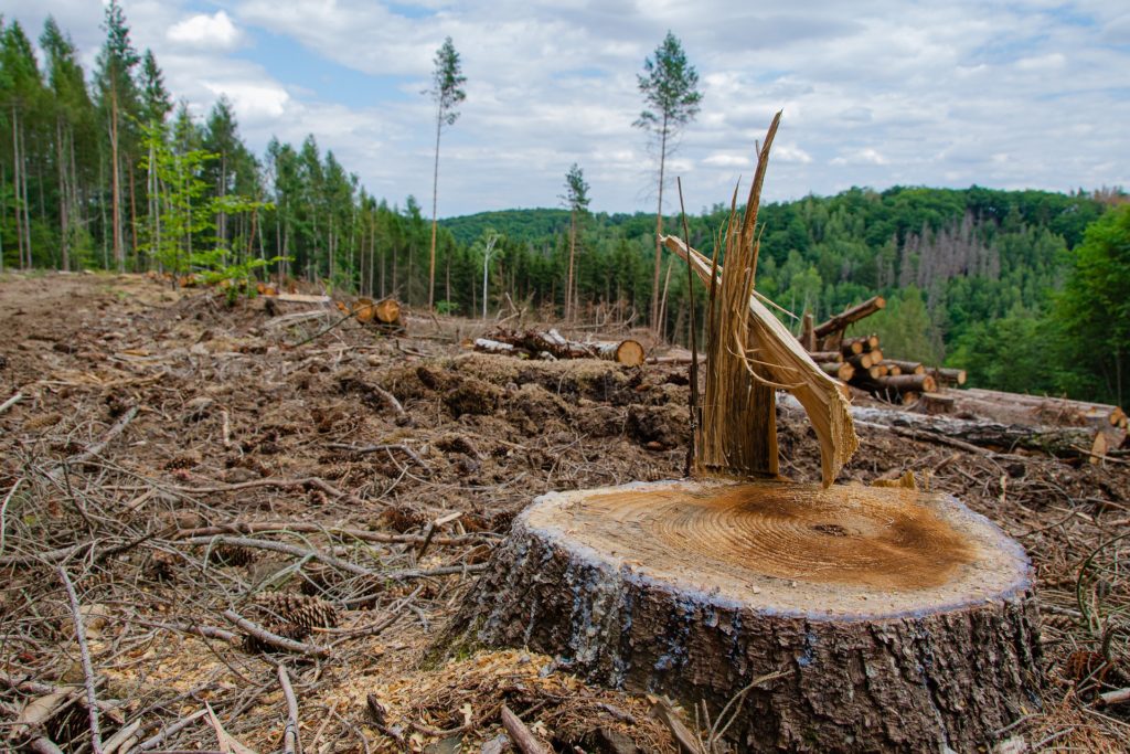Photo of a cleared and cut forest with focus on a tree stump